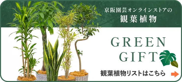 GREEN GIFT 観葉植物トップはこちら