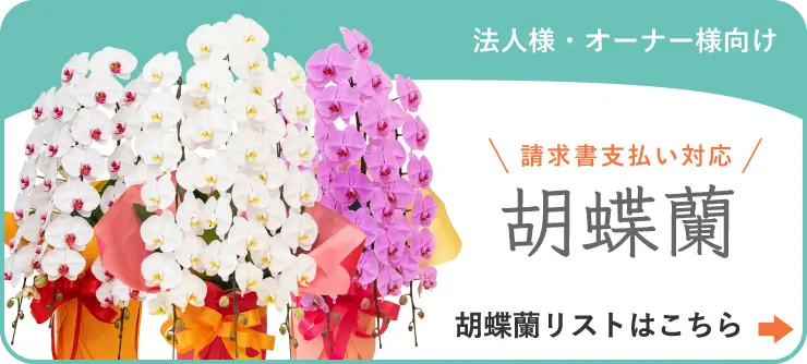 京阪園芸がお贈りする胡蝶蘭 胡蝶蘭トップはこちら