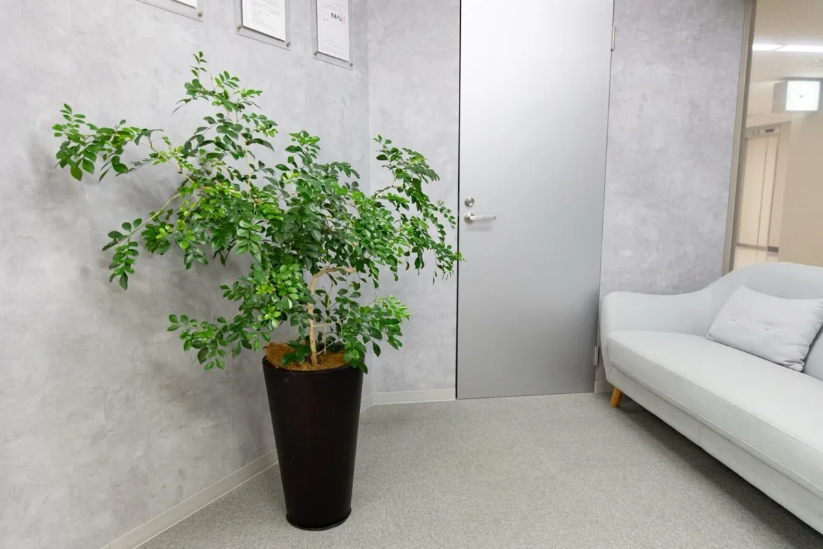ソファのそばに置かれた観葉植物