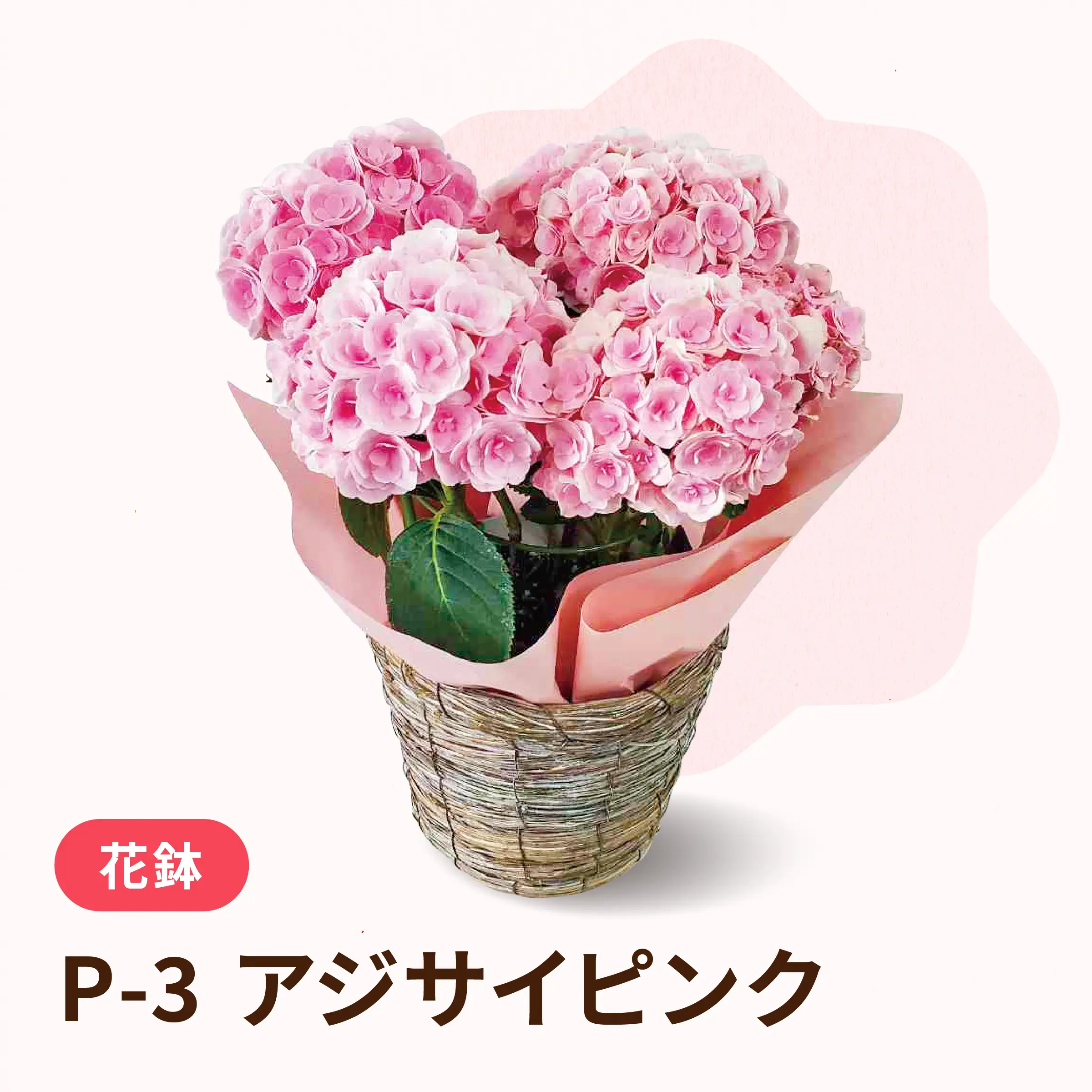 母の日アジサイピンク P-3