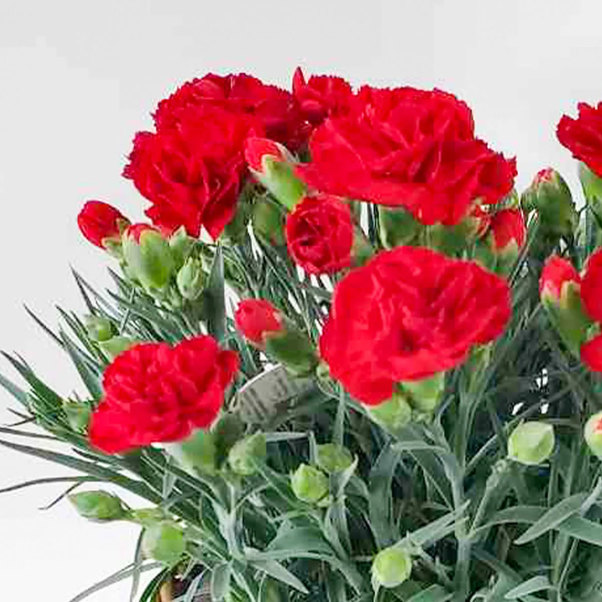 母の日カーネーションレッド P-4