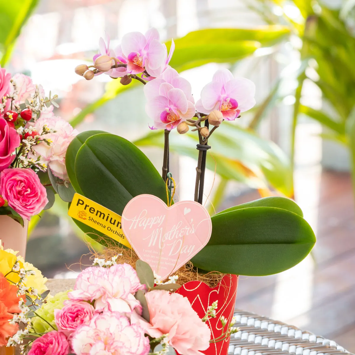 母の日ミニ胡蝶蘭 P-6 シーナズ