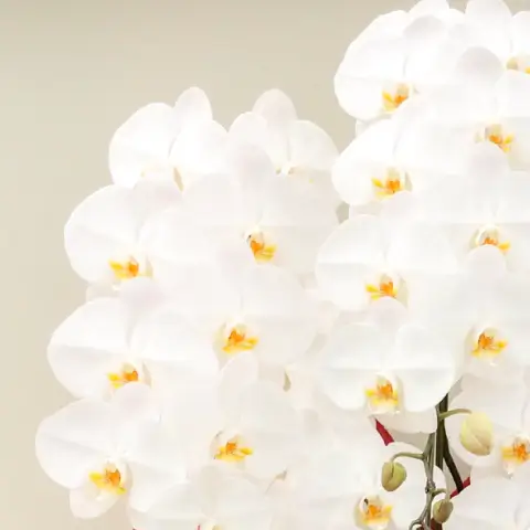 胡蝶蘭（白）サンプル