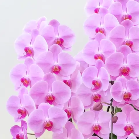 胡蝶蘭（ピンク）サンプル