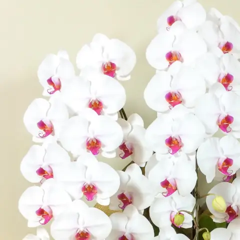 胡蝶蘭（赤リップ）サンプル