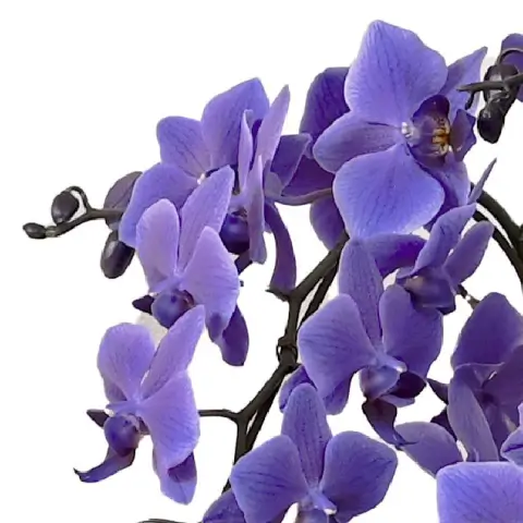 胡蝶蘭（ブルージーン）サンプル