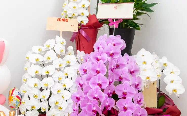 開店祝いにおすすめの胡蝶蘭