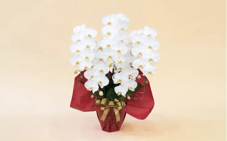 2万・3万・4万円台の胡蝶蘭
