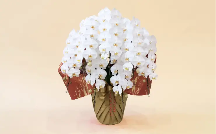 5万円〜9万円以下の胡蝶蘭