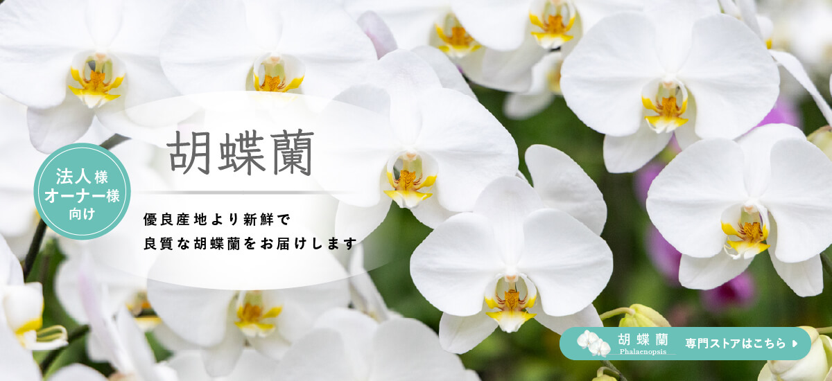 胡蝶蘭を優良産地より新鮮で 良質な胡蝶蘭をお届けします