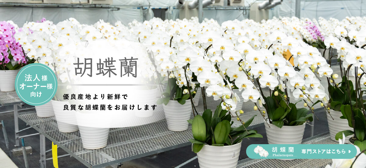 胡蝶蘭を優良産地より新鮮で 良質な胡蝶蘭をお届けします