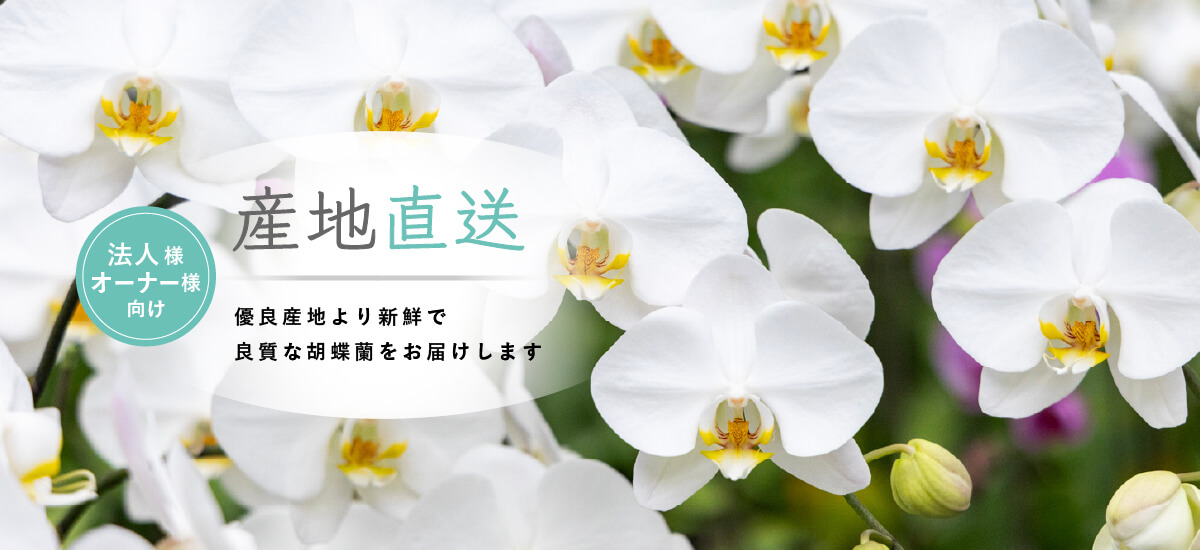 特別なギフト・お祝いを通販で - 京阪園芸 オンラインストア