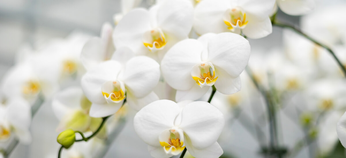 産地直送胡蝶蘭