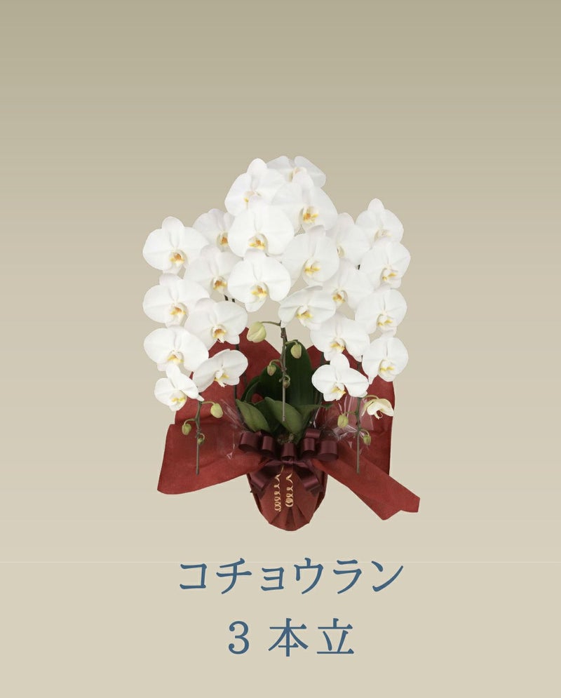 胡蝶蘭 コチョウラン 白 お花 ３本立 33輪前後 御祝 色が選べる