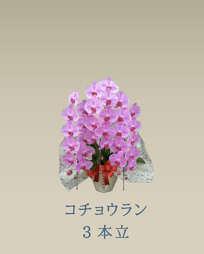 胡蝶蘭 コチョウラン ピンク お花 ３本立 33輪前後 御祝 色が選べる
