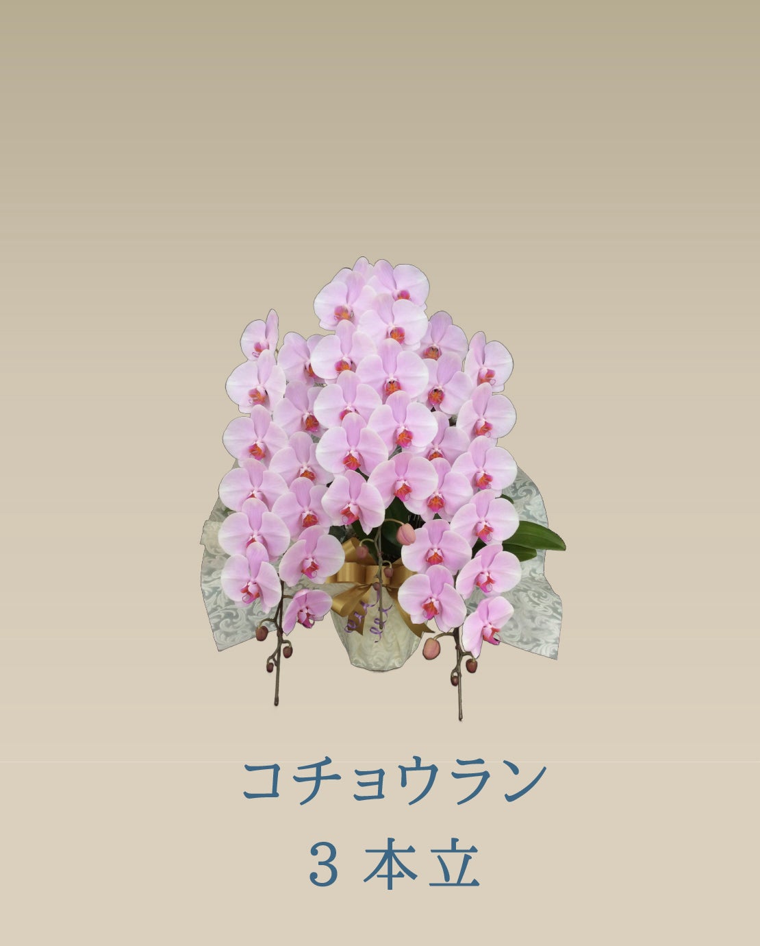 胡蝶蘭 コチョウラン ピンク お花 ３本立 45～47輪前後 御祝 お供え 色が選べる 送料無料